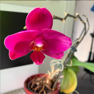 pink orchid flower