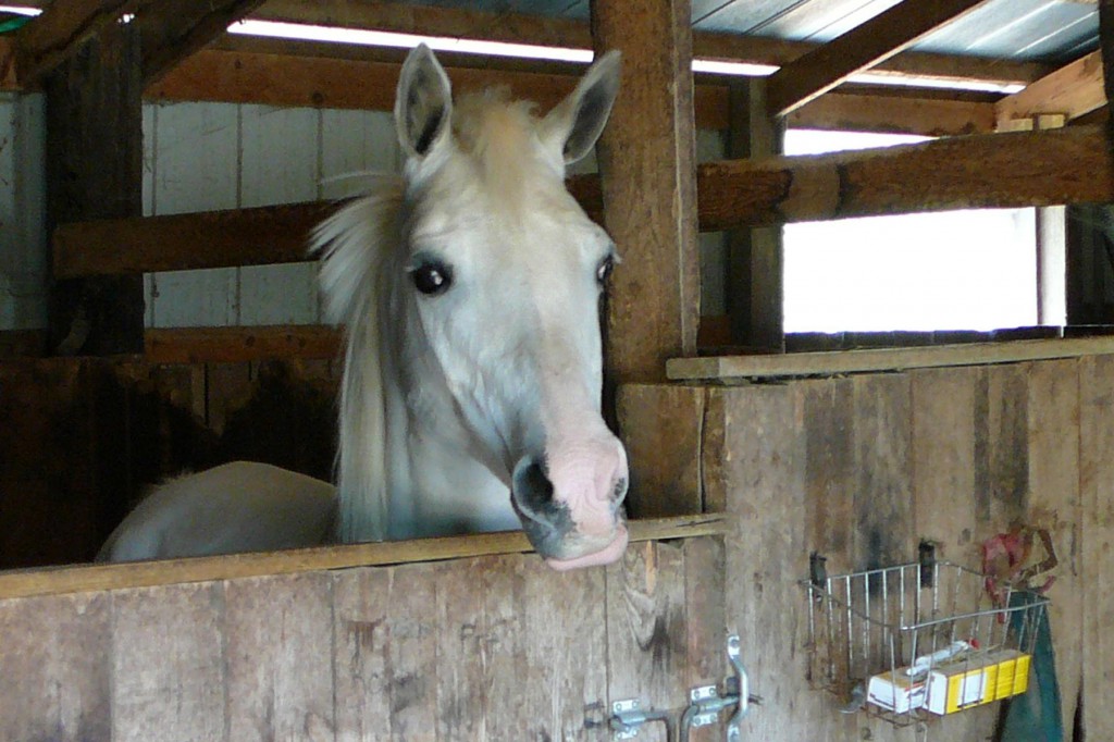 horse in stable